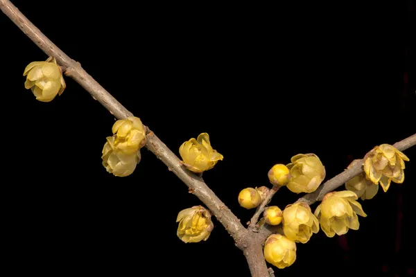 Plant — Stock Photo, Image