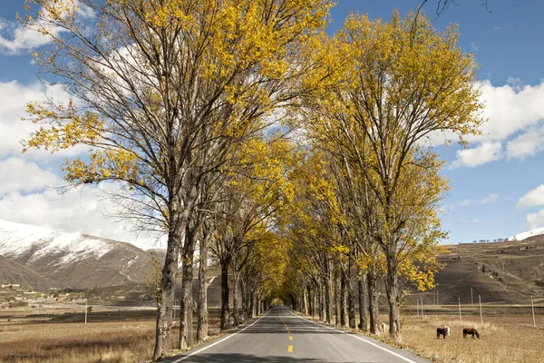 Autumn color — Stock Photo, Image