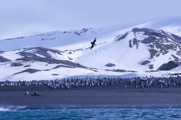 Paisagem antártica — Fotografia de Stock