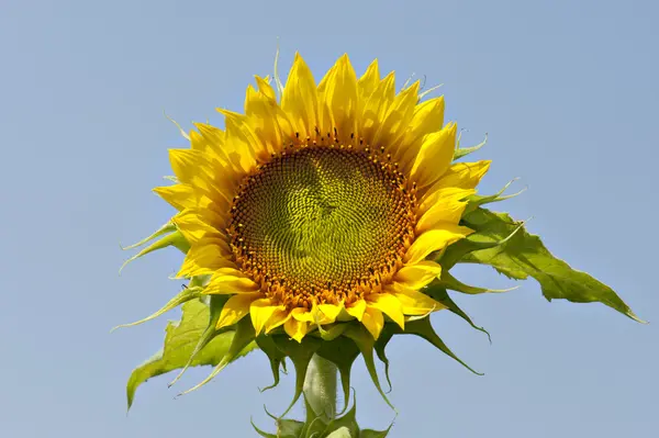 Plant — Stock Photo, Image