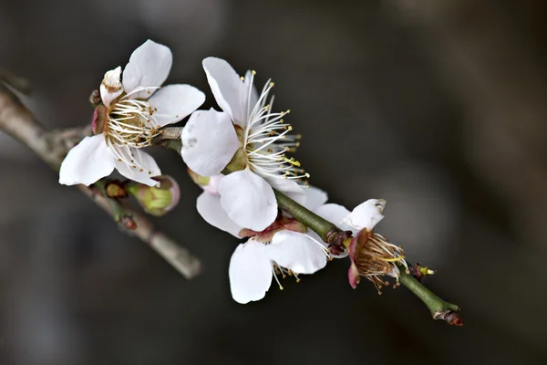 Plant — Stockfoto