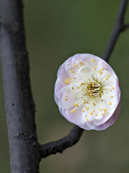 Bitki — Stok fotoğraf