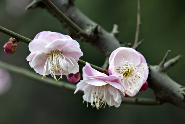 Bitki — Stok fotoğraf