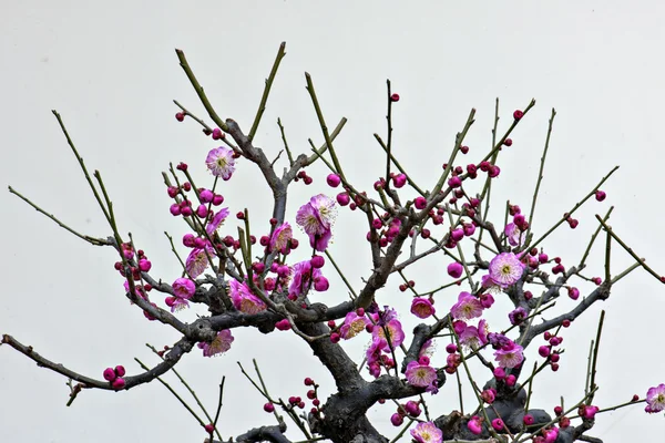 植物 — ストック写真