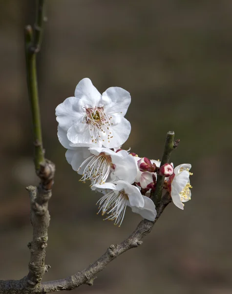 Plant — Stockfoto