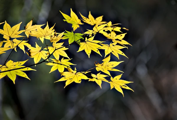 Planta — Foto de Stock