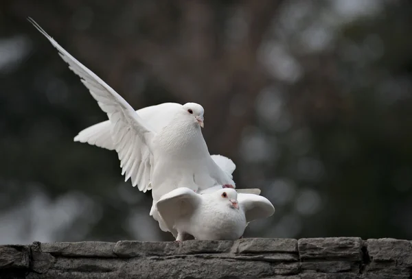 Fågel — Stockfoto