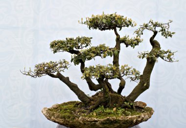 Çin bonsai