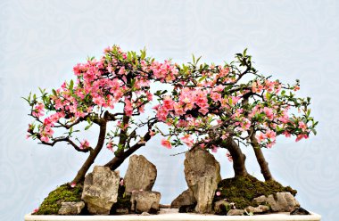 Çin bonsai