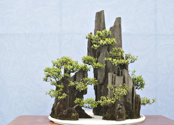 Bonsai cinese — Foto Stock