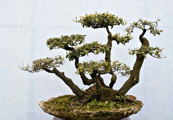 Bonsai cinese — Foto Stock