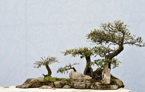 Bonsai cinese — Foto Stock