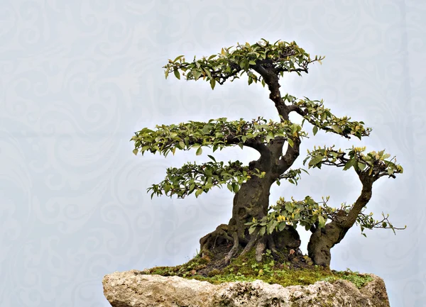 Bonsai cinese — Foto Stock