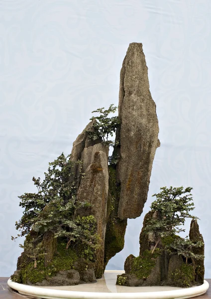 Chinese bonsai — Stock Photo, Image