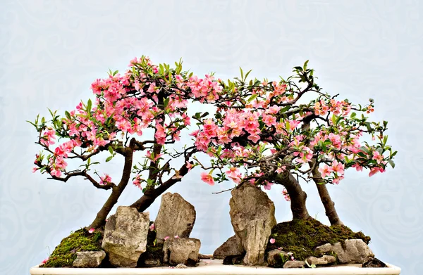 Bonsai cinese — Foto Stock