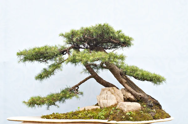 Kinesisk bonsai – stockfoto