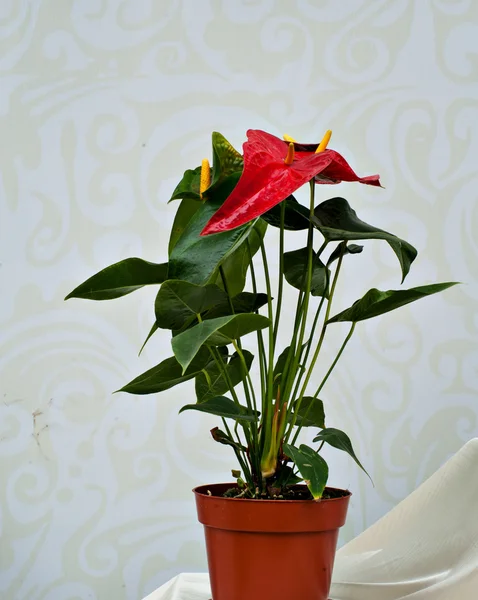 Chinesischer Bonsai — Stockfoto