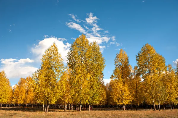 Krajina – podzimní barvy. — Stock fotografie