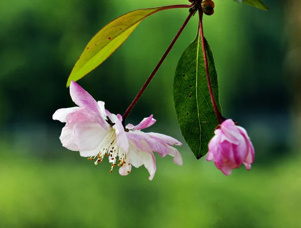 Anlage — Stockfoto