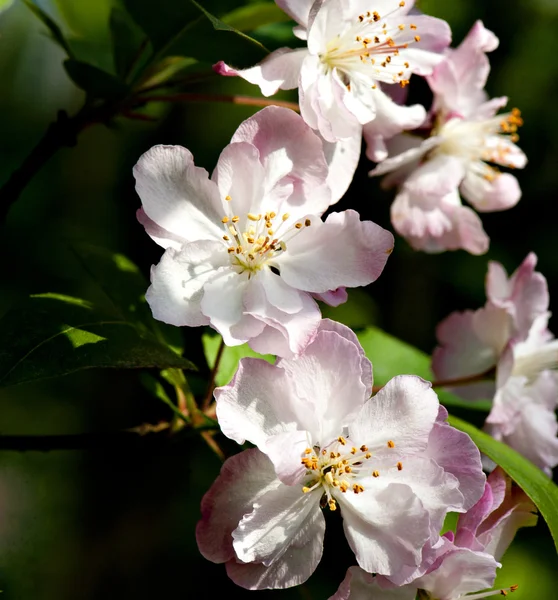 Plant — Stockfoto