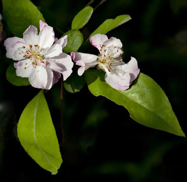 Plant — Stock Photo, Image