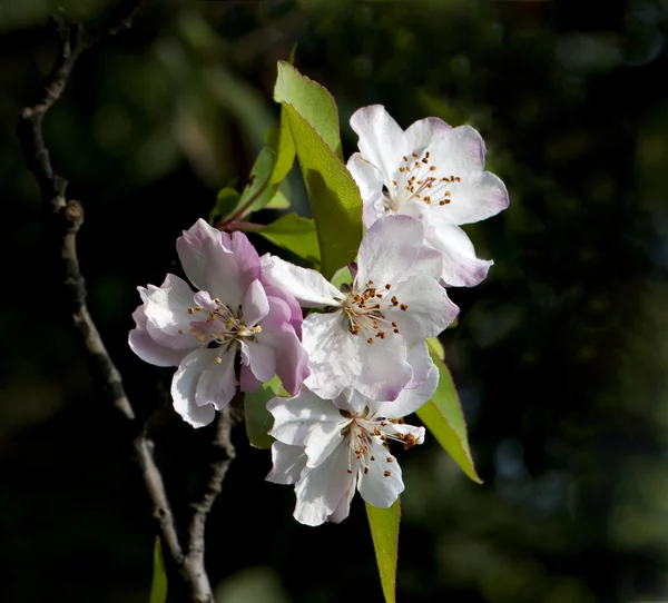 Plant — Stockfoto