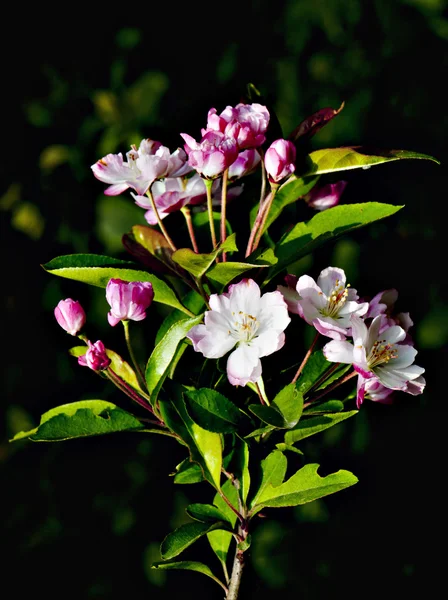 Plant — Stockfoto