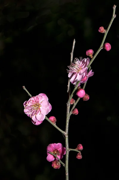 Flor de plantas — Fotografia de Stock