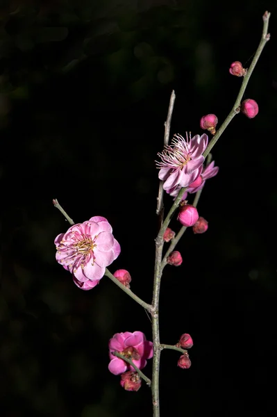 植物の花 ロイヤリティフリーのストック画像
