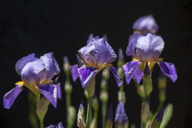 mor iris tectorum