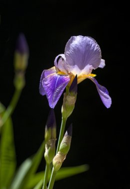 mor iris tectorum