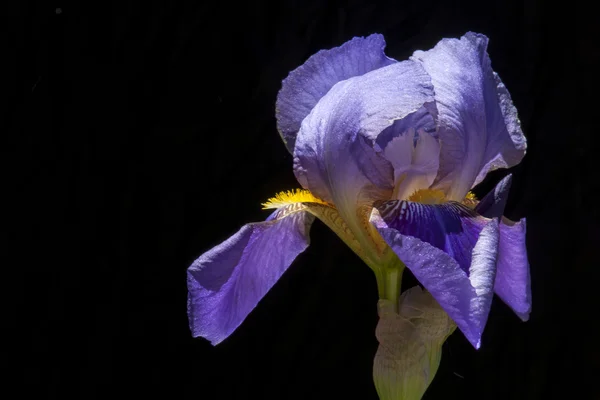 Purple IRIS tectorum — Stock Photo, Image