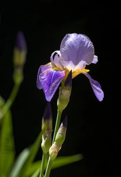 Iris tectorum violet — Photo