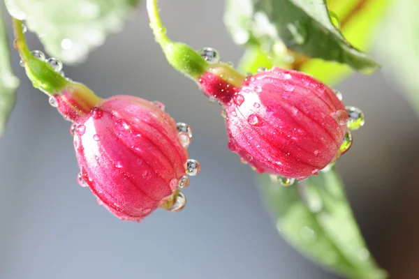 Fiore fucsia — Foto Stock