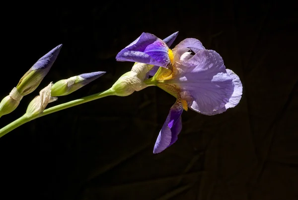 紫色のアイリス tectorum ストックフォト