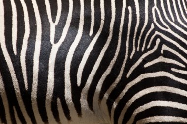 zebra çizgileri