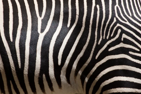 Listras zebra — Fotografia de Stock