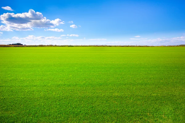 Paisagem grama — Fotografia de Stock