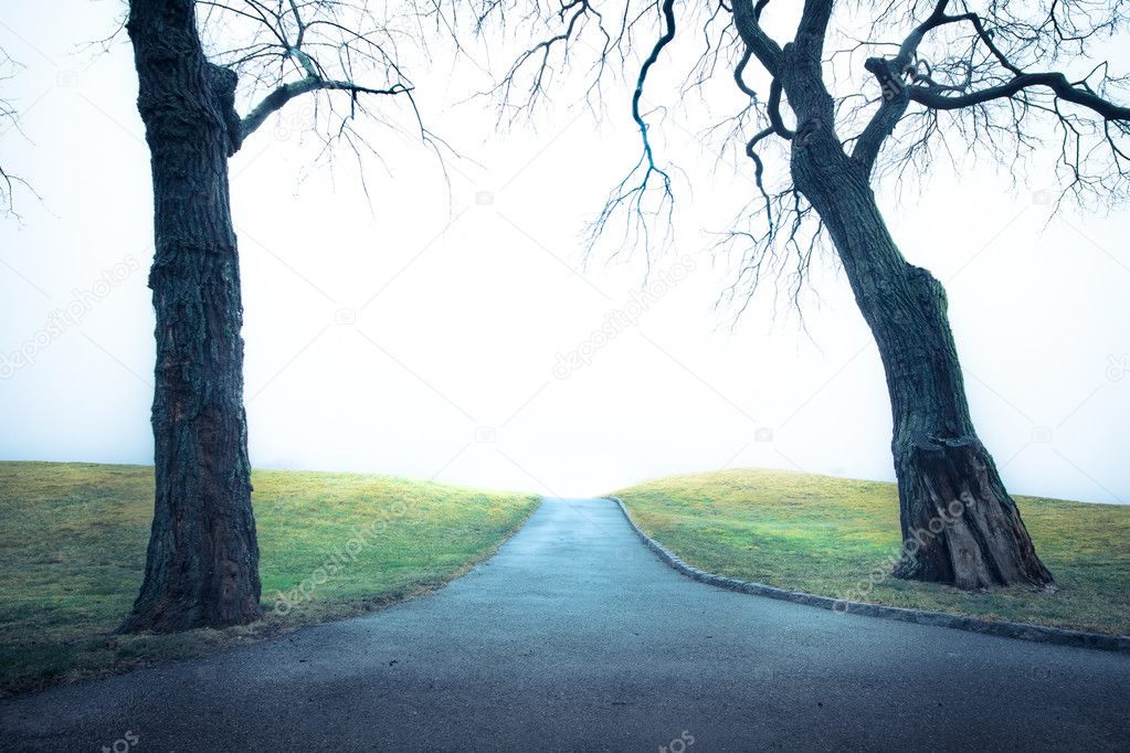 Trees and Path