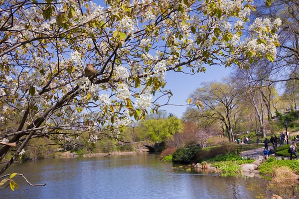 Central Park NYC — Stock Photo, Image