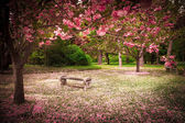 Třešňové květy a lavička