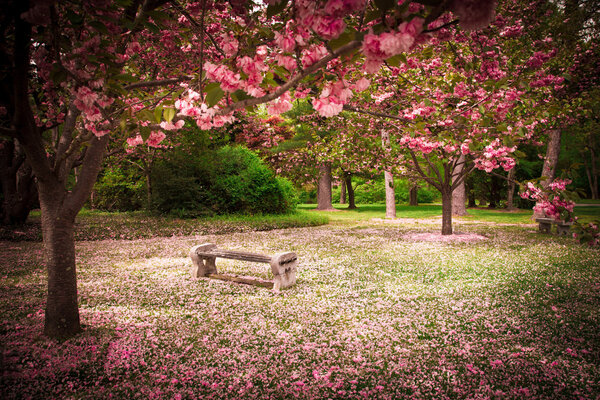 Flores de cerezo y banco — Imagen de stock Flores de cerezo y banco Imagen De Stock