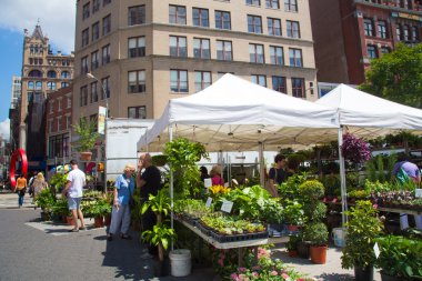 new york city Greenmarket çiftçi market