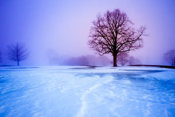 Snöiga scen — Stockfoto