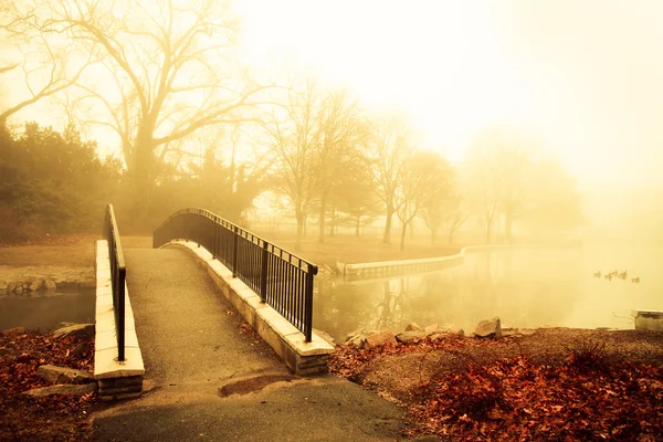Brouillard du matin doré — Photo