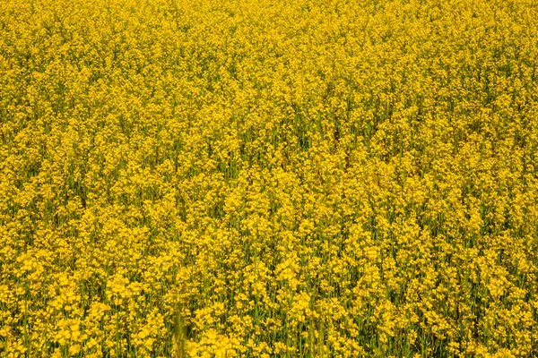 Mosterd veld bloemen — Stockfoto