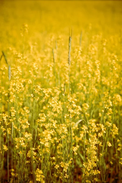 Field of Yellow Flowers — Stock Photo, Image