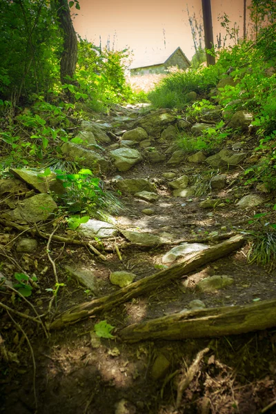 Camino a través de bosques — Foto de Stock