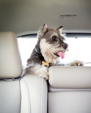 Köpek arabada.