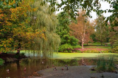 New York City - 16 Ekim 2021: Manhattan 'daki Central Park manzaralı ördek havuzu ve görülebilir insanlar